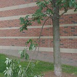 Public Trees at 6 Newell Rd
