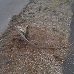 Public Trees at 101 Blake Rd