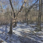 Public Trees at 42.31 N 71.18 W