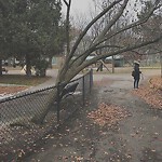 Public Trees at 89 Columbia St