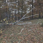 Public Trees at 16 Summit Ave