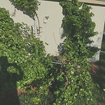 Public Trees at 809 Newton St, Chestnut Hill