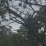 Public Trees at 69 Marshal St